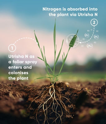 Utrisha N Infographic